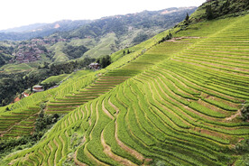 龙胜龙脊梯田风光
