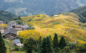 龙胜龙脊梯田风光