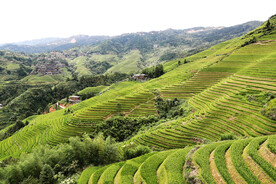 龙胜龙脊梯田风光