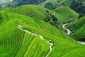 龙胜龙脊梯田风光