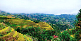 龙胜龙脊梯田风光