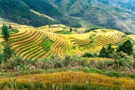 龙胜龙脊梯田风光