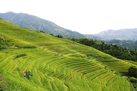 龙胜龙脊梯田风光