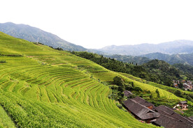 龙胜龙脊梯田风光