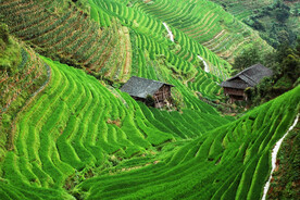 龙胜龙脊梯田风光