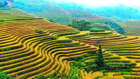 龙胜龙脊梯田风光