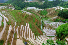 龙胜龙脊梯田风光