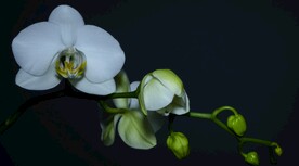 4k视频 花朵绽放