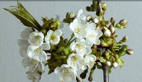 4k视频  花朵绽放