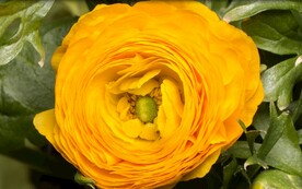 4k视频 花朵绽放 