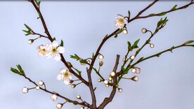 4k视频 花朵绽放