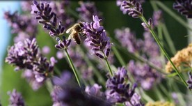 薰衣草4k视频