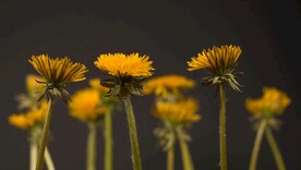 4k视频 花朵绽放