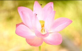 莲花4k高清视频