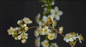 4k视频 花朵绽放