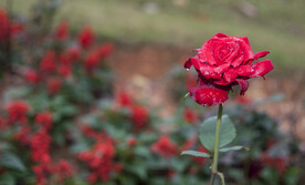 红玫瑰