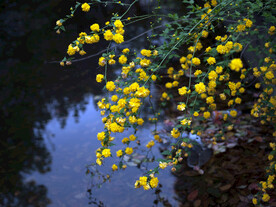 黄花渐入迷人眼