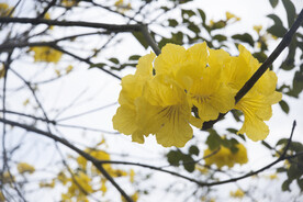 黄花风铃木