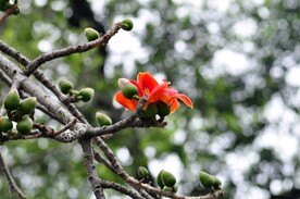 木棉花