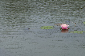 睡莲