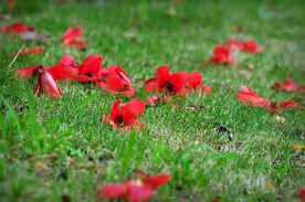 木棉花