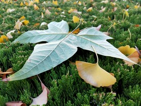 秋天落叶银杏梧桐