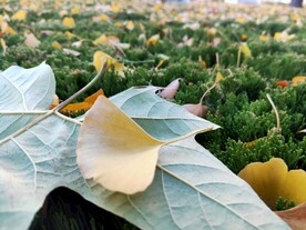 秋天落叶 银杏梧桐叶子
