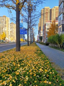 银杏美景秋天落叶