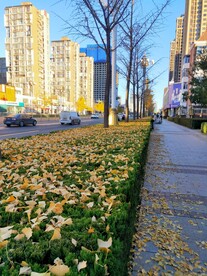 银杏美景秋天落叶街景
