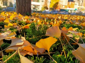 银杏美景秋天落叶