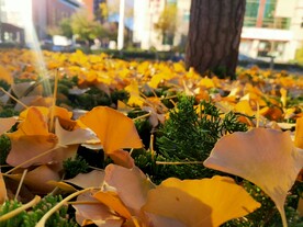 银杏美景秋天落叶