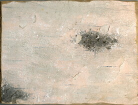 背景    肌理  底纹  木