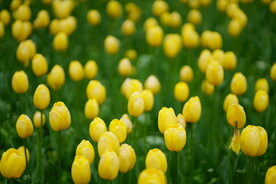 黄色郁金香