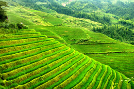 龙胜龙脊梯田风光