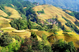 龙胜龙脊梯田风光