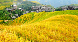 龙胜龙脊梯田风光