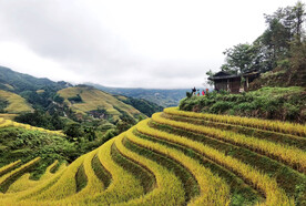 龙胜龙脊梯田风光