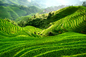 龙胜龙脊梯田风光