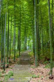 竹林台阶