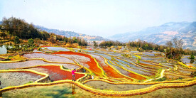 元阳哈尼梯田风光