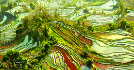 元阳哈尼梯田风光