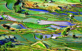 元阳哈尼梯田风光