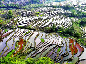 元阳哈尼梯田风光