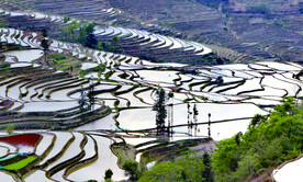 元阳哈尼梯田风光