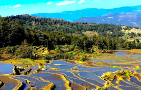 元阳哈尼梯田风光