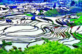 元阳哈尼梯田风光