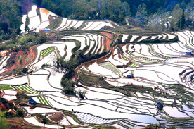 元阳哈尼梯田风光