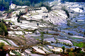 元阳哈尼梯田风光