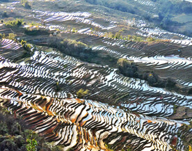 元阳哈尼梯田风光
