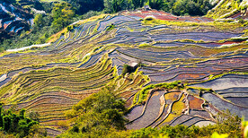 元阳哈尼梯田风光